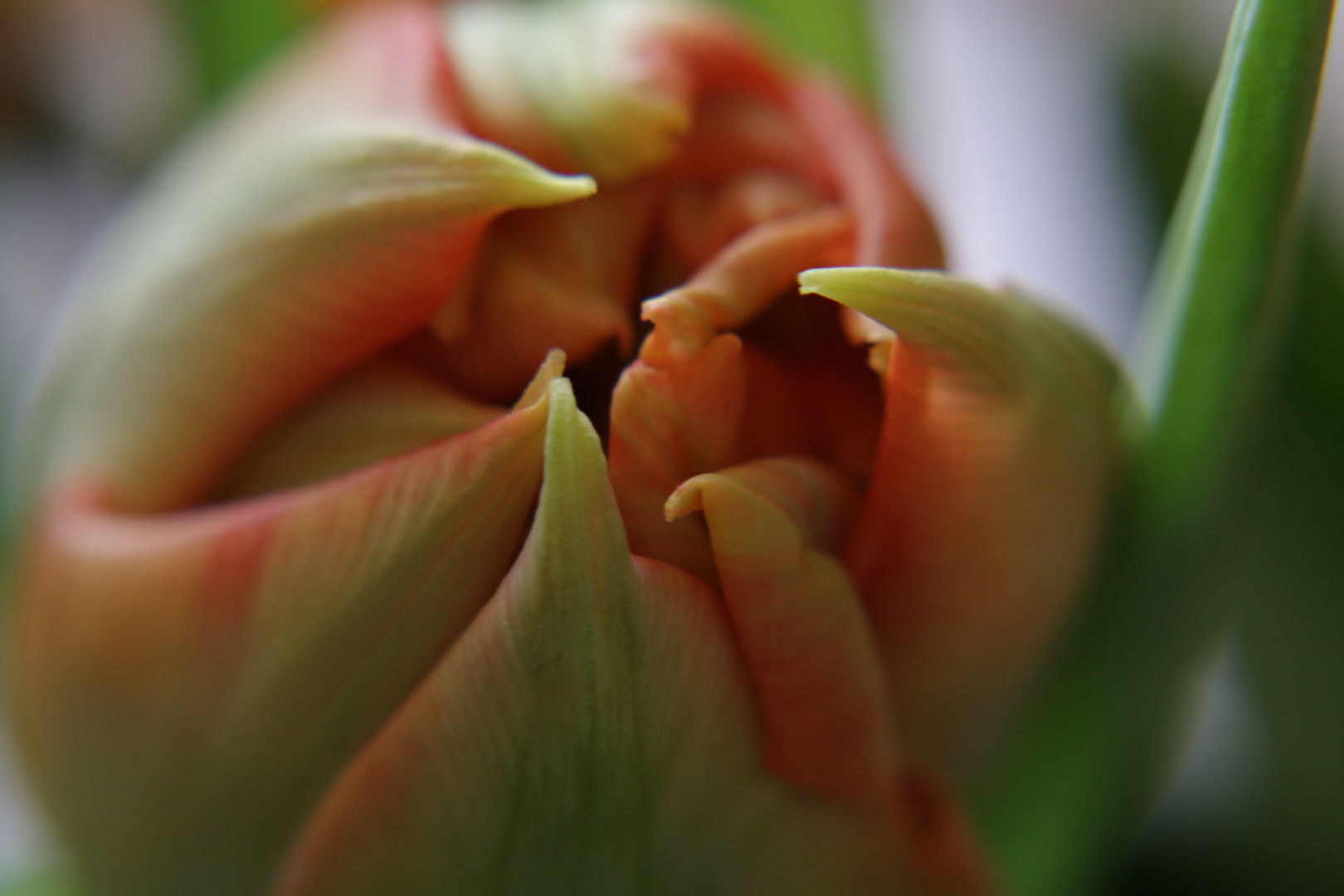 Tulpe