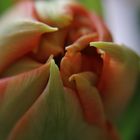 Tulpe