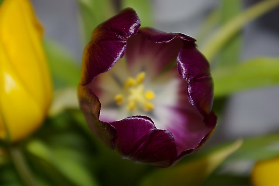 Tulpe