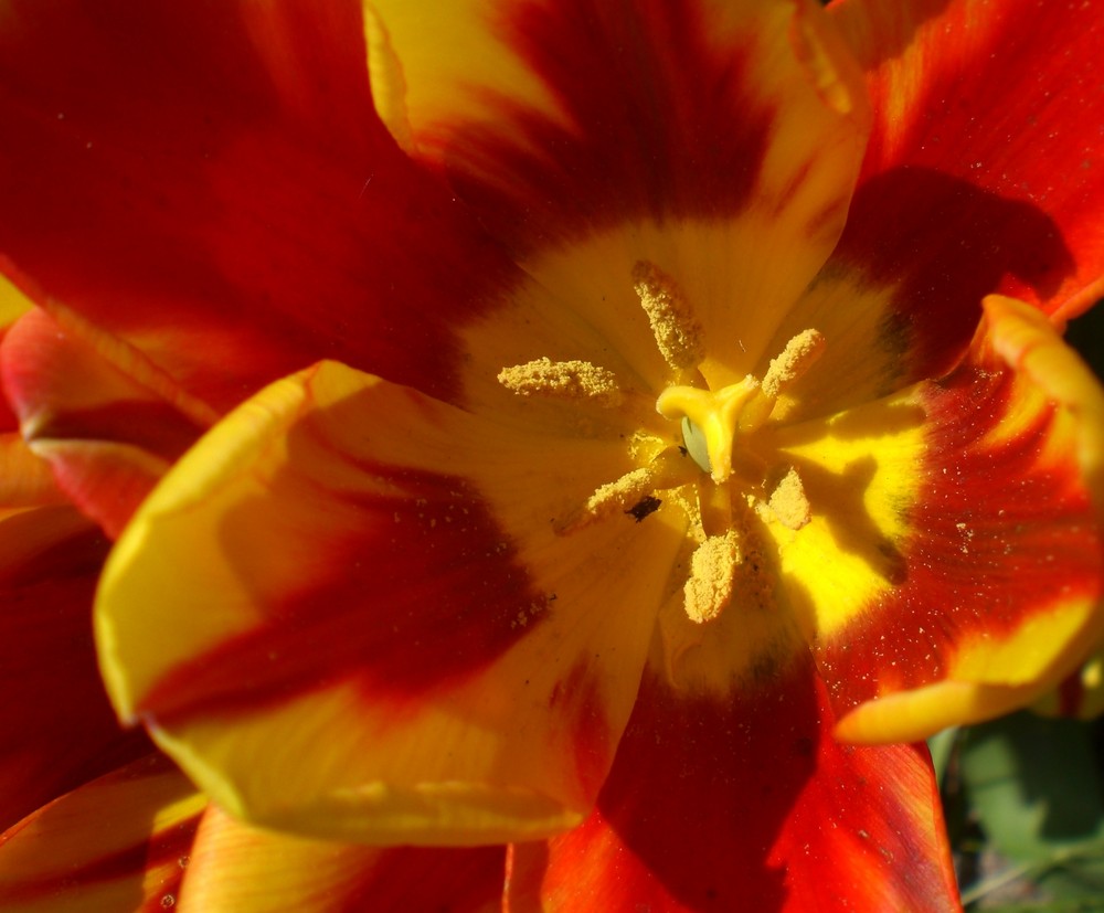 Tulpe