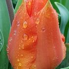 Tulpe