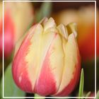 tulpe