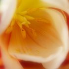 Tulpe