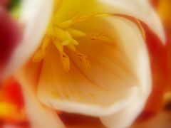 Tulpe