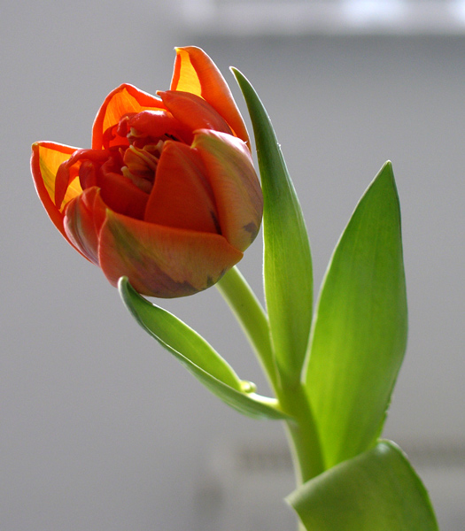 Tulpe