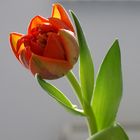 Tulpe