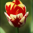 Tulpe