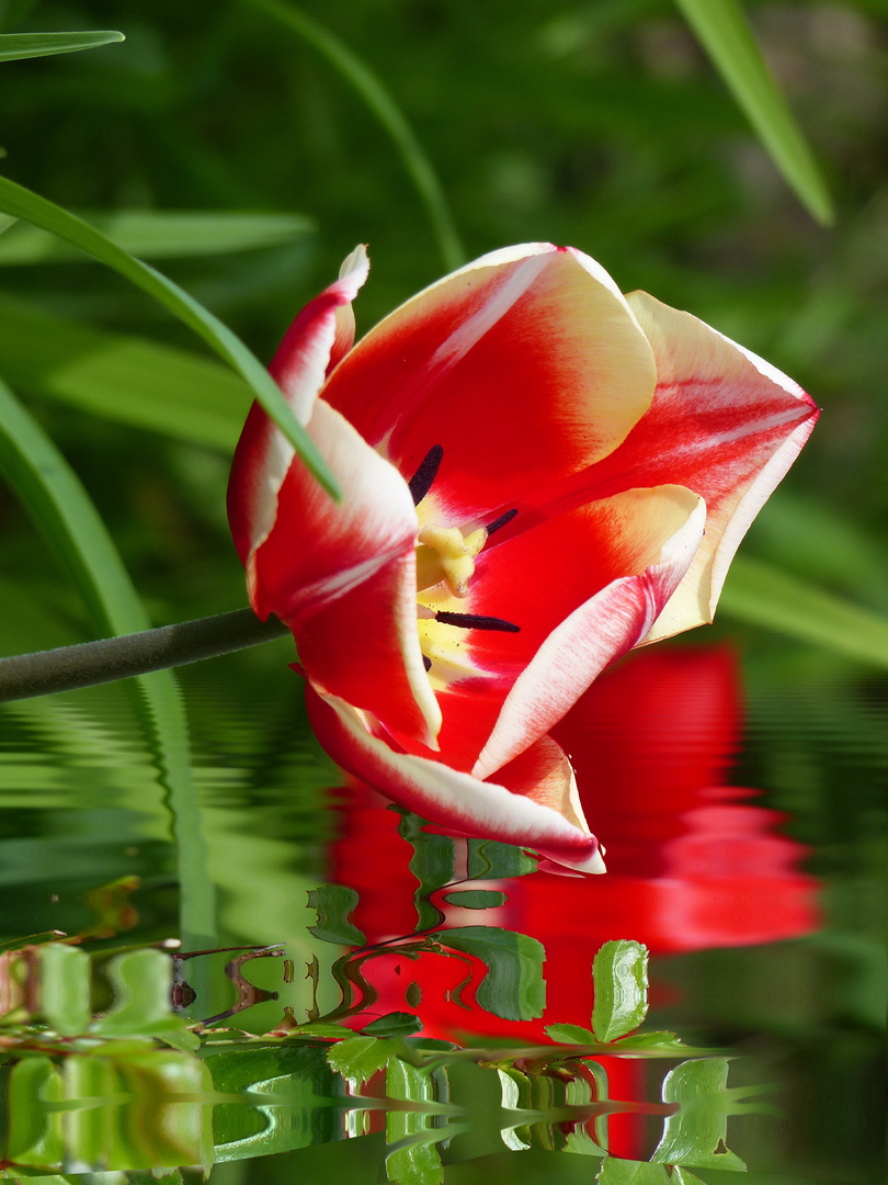 Tulpe ...