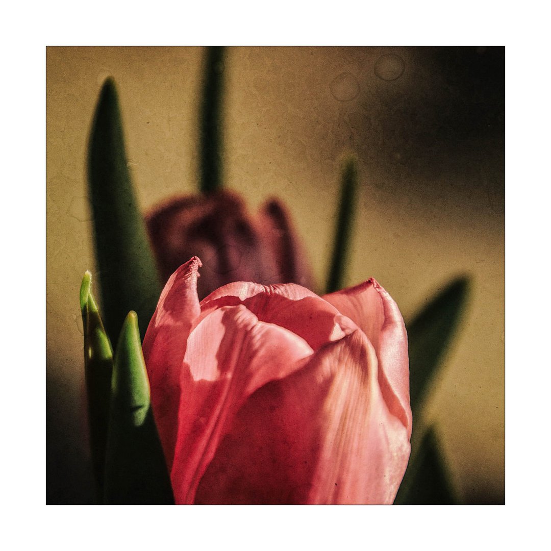 Tulpe