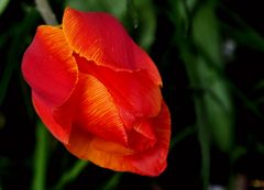 Tulpe