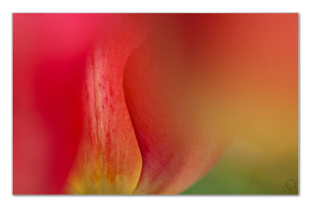 Tulpe