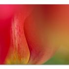 Tulpe