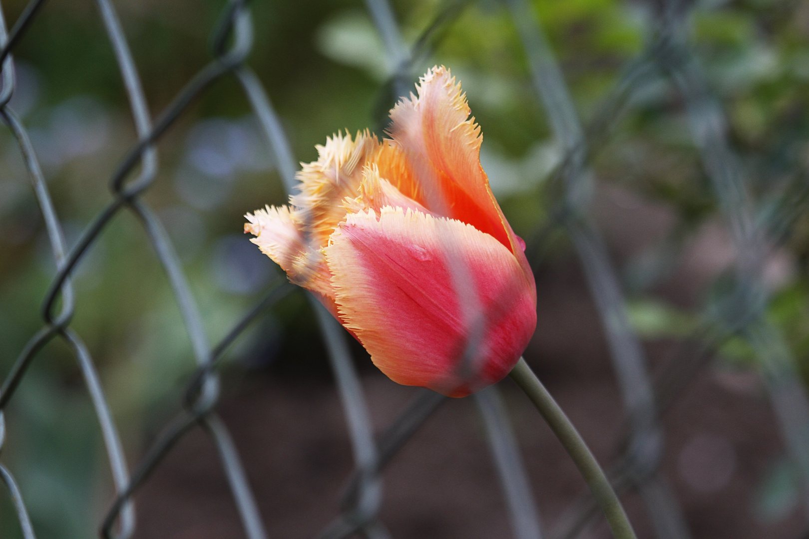 Tulpe