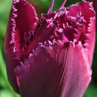 Tulpe