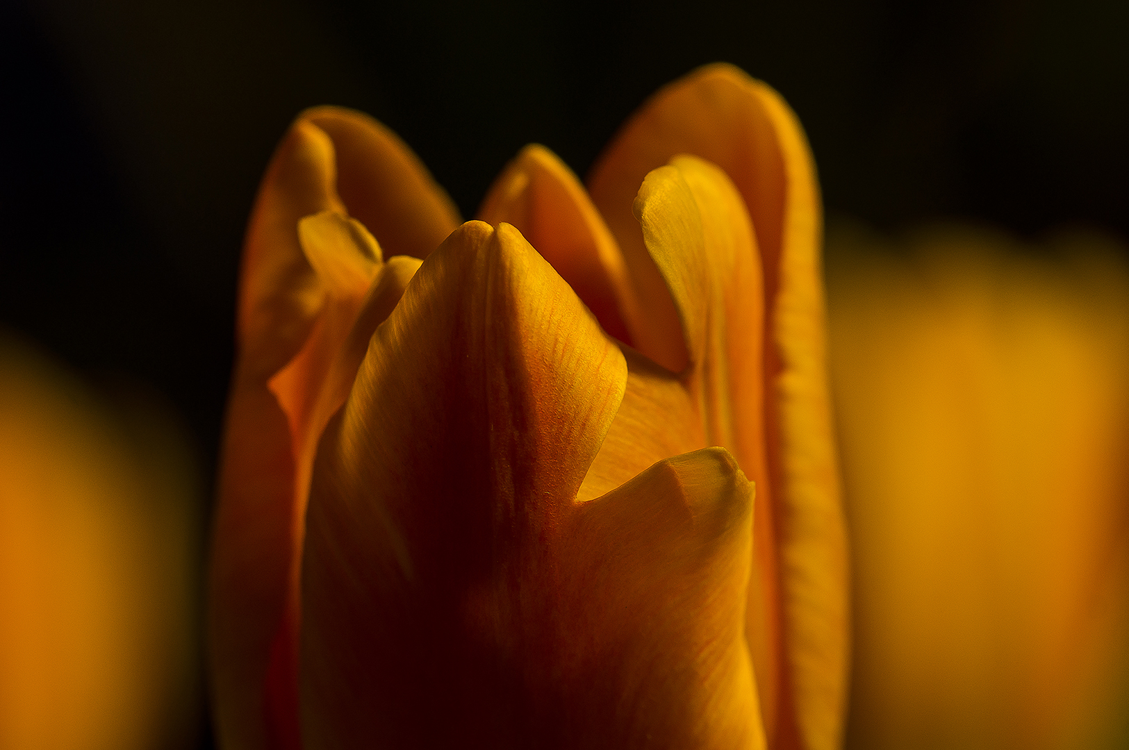 Tulpe