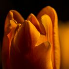 Tulpe