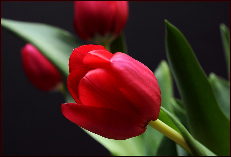 Tulpe