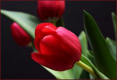 Tulpe