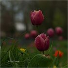 Tulpe