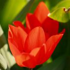 Tulpe