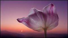 Tulpe...