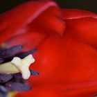 Tulpe