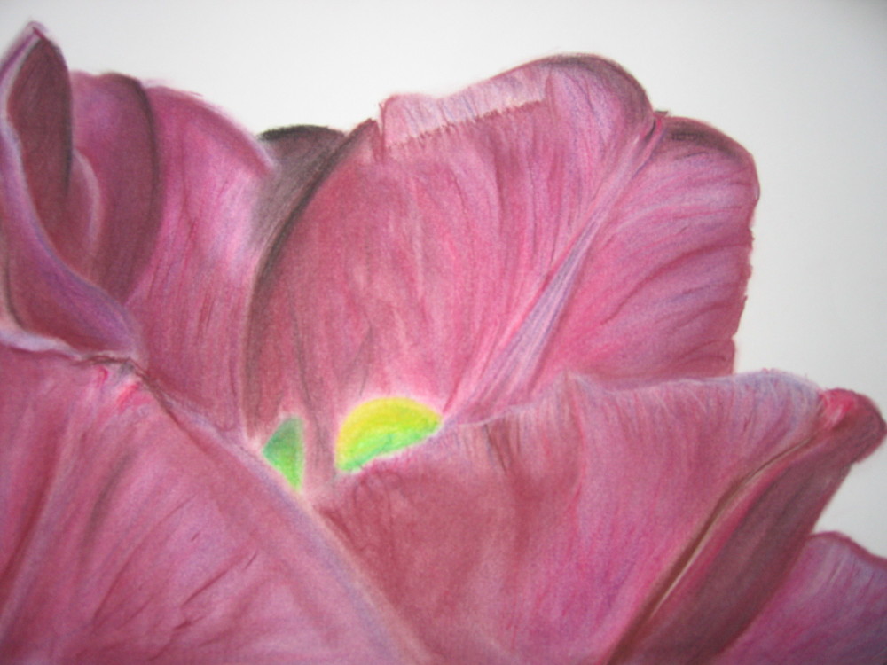 Tulpe