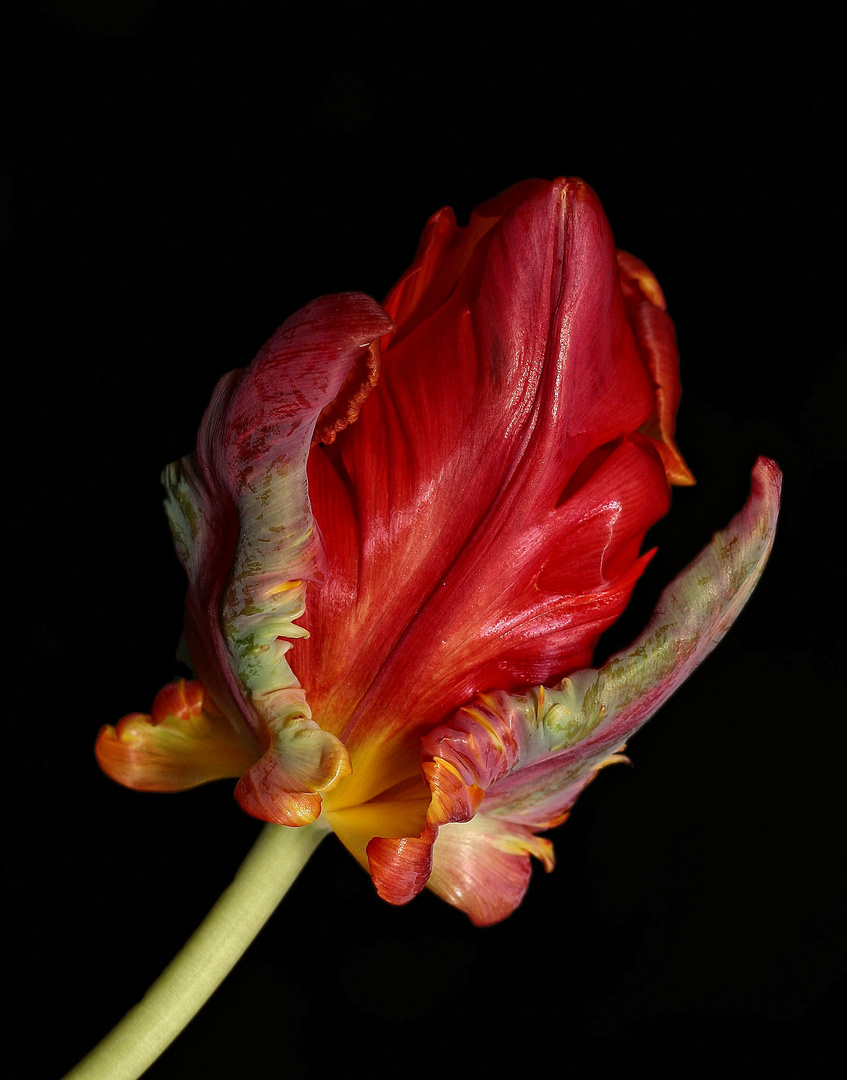 Tulpe