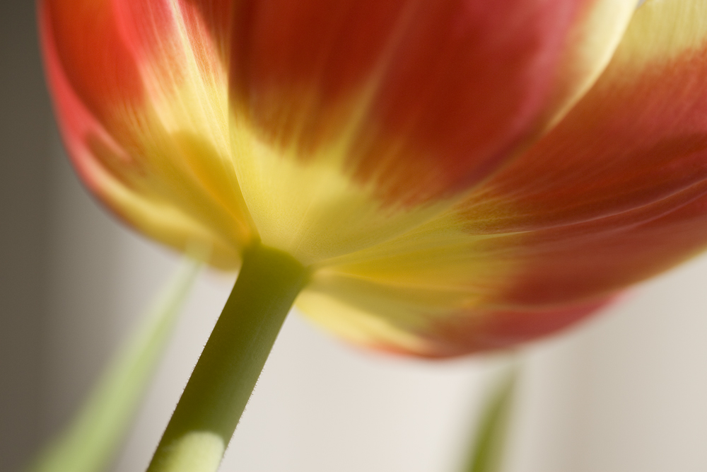 Tulpe