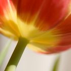 Tulpe