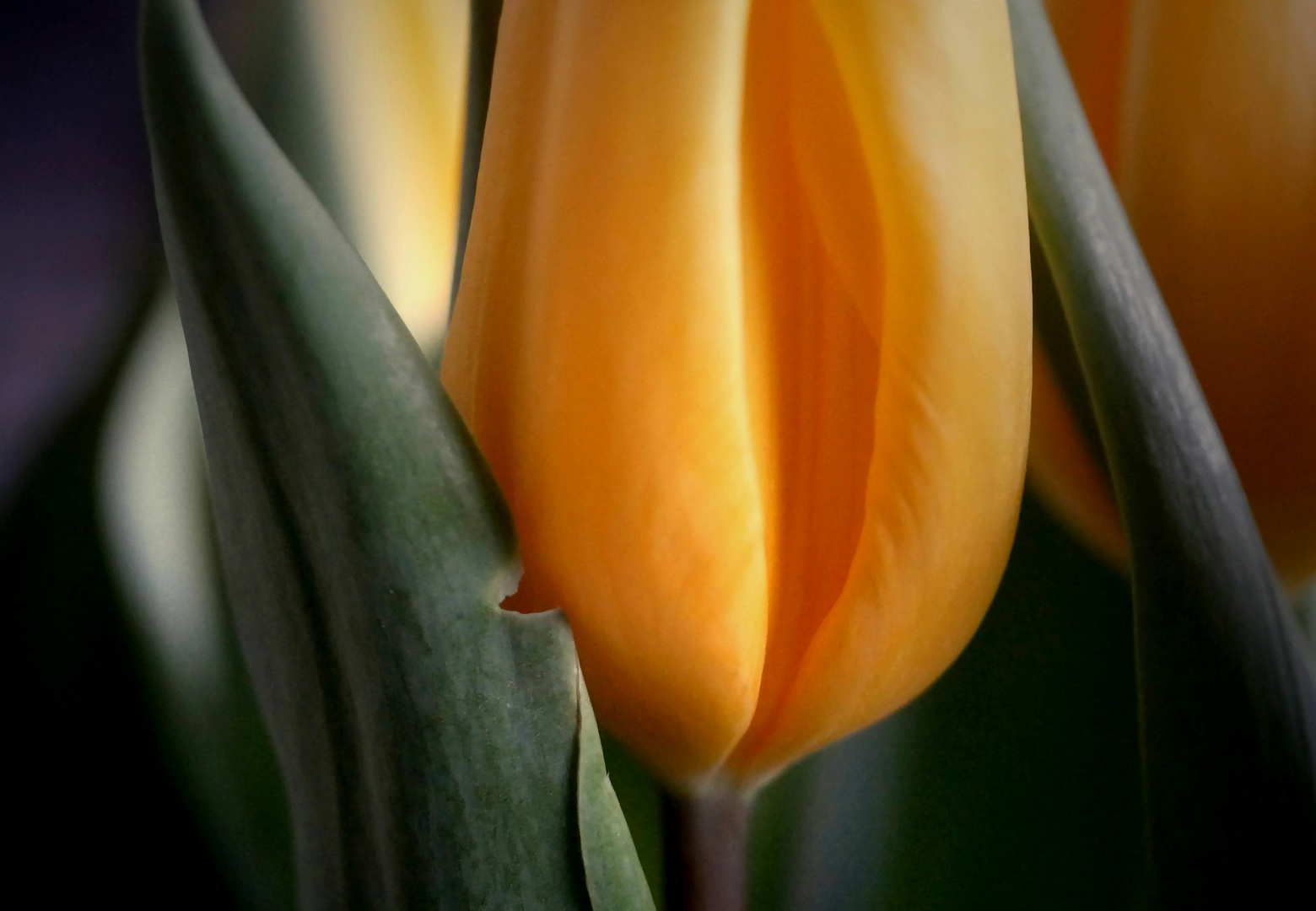 Tulpe