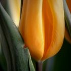 Tulpe