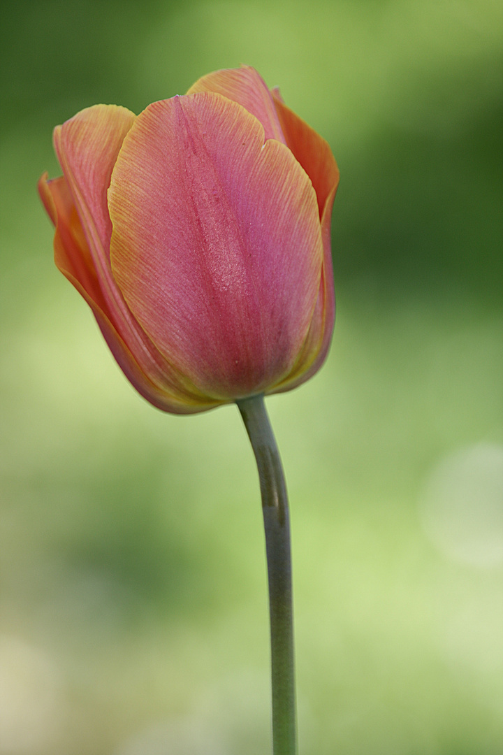 Tulpe