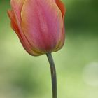 Tulpe