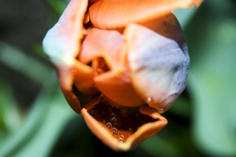 Tulpe