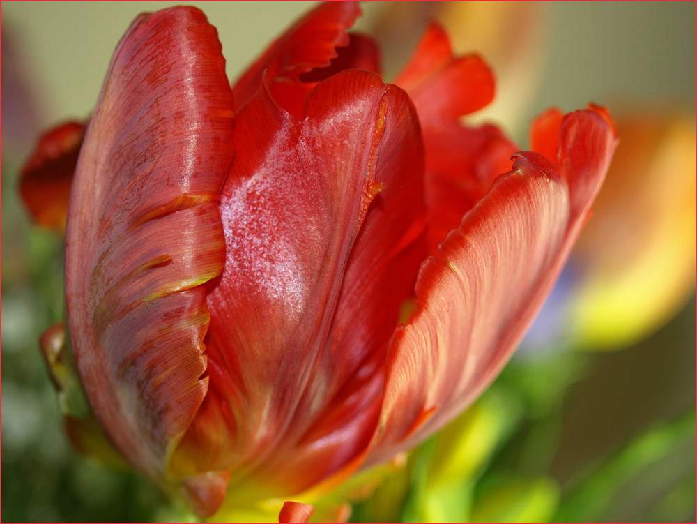 Tulpe