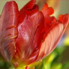 Tulpe