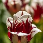 Tulpe