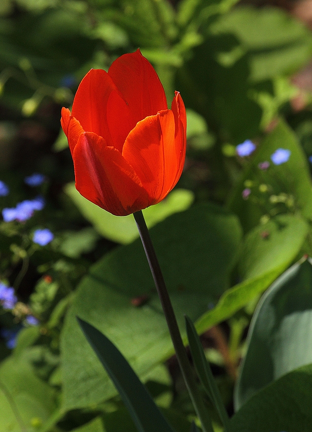 Tulpe - eine von Vielen