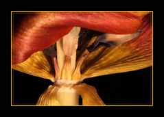 Tulpe - Einsichten