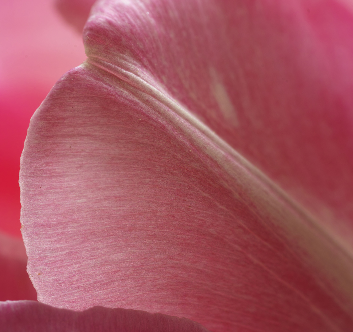 Tulpe en Detail