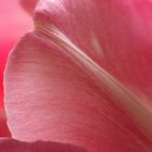 Tulpe en Detail