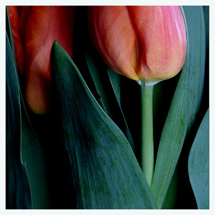 Tulpe ... Endversion ...