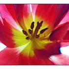 Tulpe extrem II