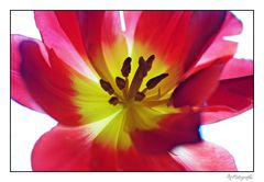 Tulpe extrem II