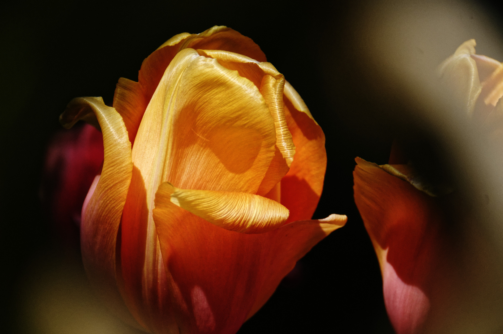 Tulpe