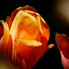 Tulpe