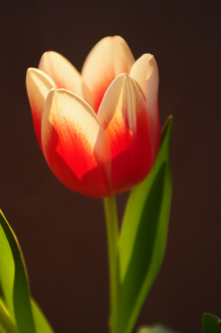 Tulpe