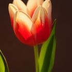 Tulpe