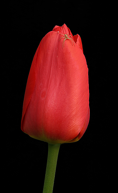 Tulpe